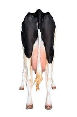The bottom and tail of standing cow