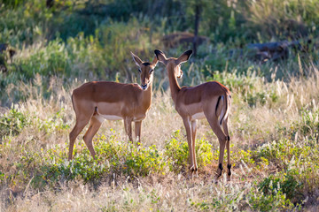 Two impalas stand together in the grass landscape