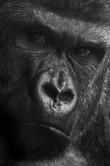 Black and whilte close up portrait of large male gorilla