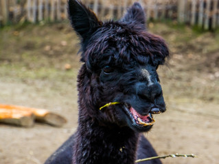funny black alpaca chewing on some hay, Alpaca face in closeup, Bare nose syndrome, Animal alopecia...