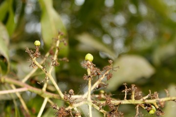 Bunch of young green mango and flowers on tree in garden
