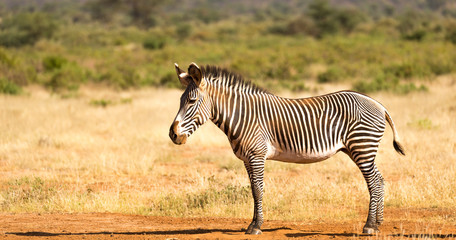 A Grevy Zebra is grazing in the countryside of Samburu in Kenya