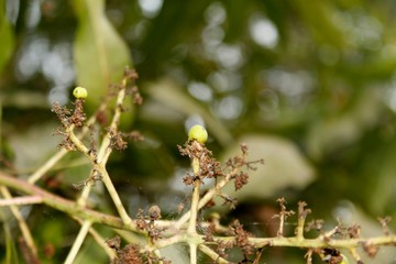 Inflorescence of mango flowers