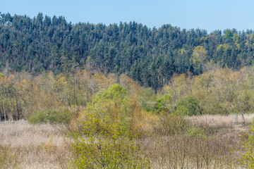 storks on the swamp in a sunny day