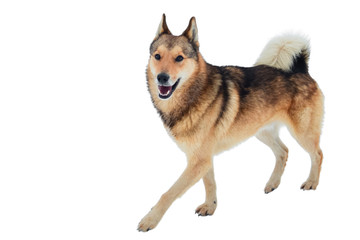 Funny fluffy dog isolated on white background.