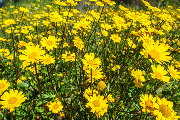 Fototapeta premium daisies in the grass