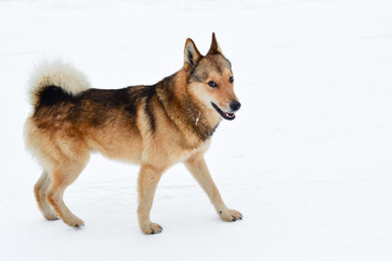 Funny fluffy dog standing on white snow.