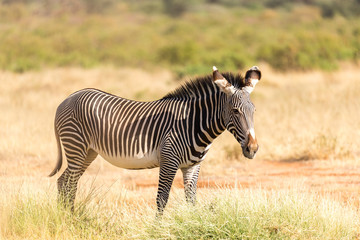 Obraz premium A Grevy Zebra is grazing in the countryside of Samburu in Kenya