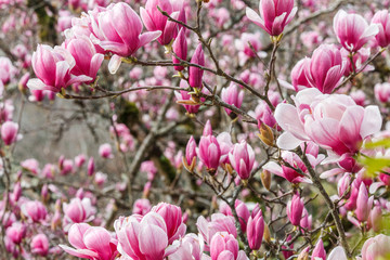 blossoms of chinese magnolia in the park