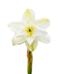 White daffodil (Narcissus poeticus) isolated on white background