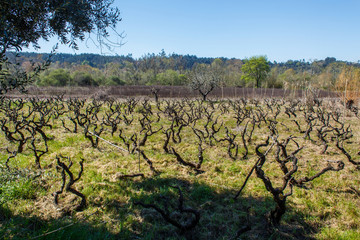 Fototapeta na wymiar vineyard in the spring in sunny day