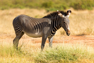 A Grevy Zebra is grazing in the countryside of Samburu in Kenya