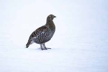 Black Grouse, Lyrurus tetrix