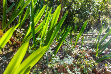 grass in the light of sun