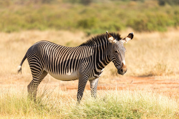 A Grevy Zebra is grazing in the countryside of Samburu in Kenya