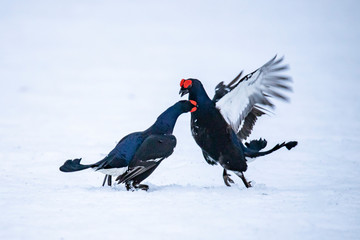 Black Grouse, Lyrurus tetrix