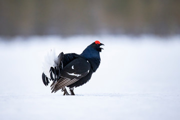 Black Grouse, Lyrurus tetrix