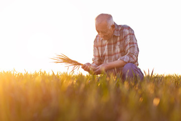 Senior farmer standing in young wheat field and examining crop in his hands at sunset.