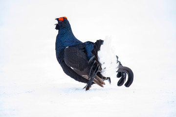 Black Grouse, Lyrurus tetrix