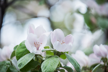 Fototapeta premium Quince tree flowers closeup on natural spring garden background. A magical photo of spring flowering gardens.