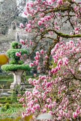 fountain and blossoms of chinese magnolia in the park