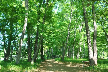 風景　新緑　道　森林　茨城