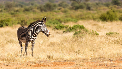 A Grevy Zebra is grazing in the countryside of Samburu in Kenya