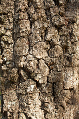 texture of bark of cork oak