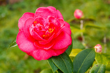 blossoms of japanese camellia in the day light