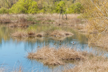 ducks on the swamp in a sunny day