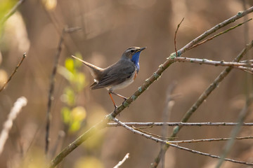 Obraz premium Blue Throat, Luscinia svecica
