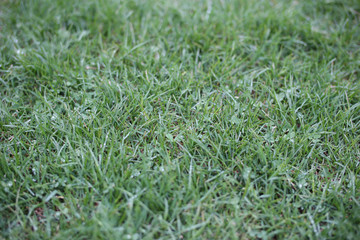 Fresh green grass field on spring time.