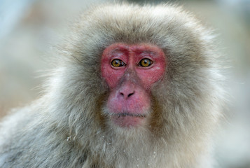 Japanese macaque. Close up portrait. The Japanese macaque ( Scientific name: Macaca fuscata), also known as the snow monkey. Natural habitat, winter season.