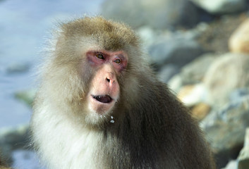 Japanese macaque. Close up portrait. The Japanese macaque ( Scientific name: Macaca fuscata), also known as the snow monkey. Natural habitat, winter season.