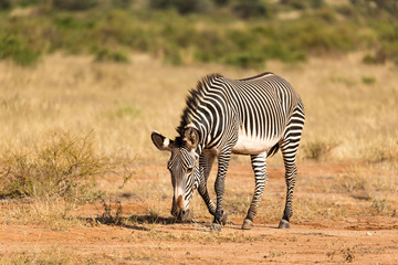 Fototapeta na wymiar A Grevy Zebra is grazing in the countryside of Samburu in Kenya