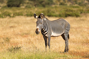 A Grevy Zebra is grazing in the countryside of Samburu in Kenya
