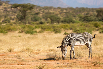 A Grevy Zebra is grazing in the countryside of Samburu in Kenya