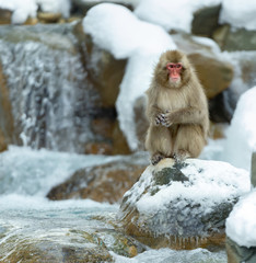 Obraz premium Japanese macaque near the natural hot springs. The Japanese macaque ( Scientific name: Macaca fuscata), also known as the snow monkey. Natural habitat, winter season.
