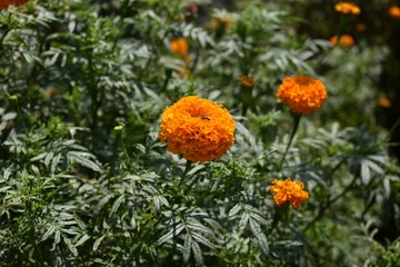Beautiful Orange marigold (tagets) flowers in garden.