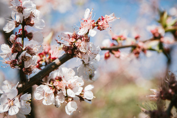 Cherry blossoms growing outdoors under a Sunny blue sky on a flower bed in a colorful seasonal garden