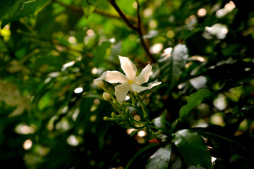 white flowers in garden