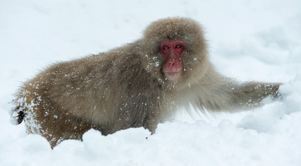 Japanese macaque on the snow. The Japanese macaque ( Scientific name: Macaca fuscata), also known as the snow monkey. Natural habitat, winter season.