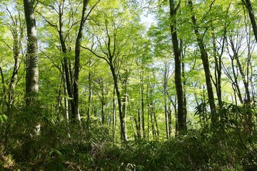 《十二湖の四季（ブナの原生林）》青森県深浦町