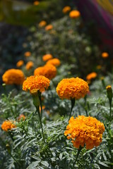 Beautiful Orange marigold (tagets) flowers in garden.