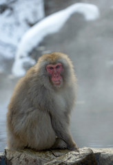 Japanese macaque near the natural hot springs, steam above water. The Japanese macaque ( Scientific name: Macaca fuscata), also known as the snow monkey. Natural habitat, winter season.