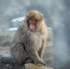 Japanese macaque near the natural hot springs, steam above water. The Japanese macaque ( Scientific name: Macaca fuscata), also known as the snow monkey. Natural habitat, winter season.