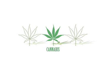 Fototapeta na wymiar leafs of cannabis background