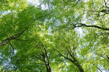 《十二湖の四季（ブナの原生林）》青森県深浦町