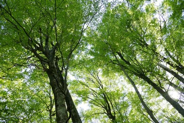 Obraz premium 《十二湖の四季（ブナの原生林）》青森県深浦町