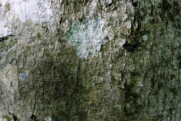 《十二湖の四季（ブナ肌）》青森県深浦町